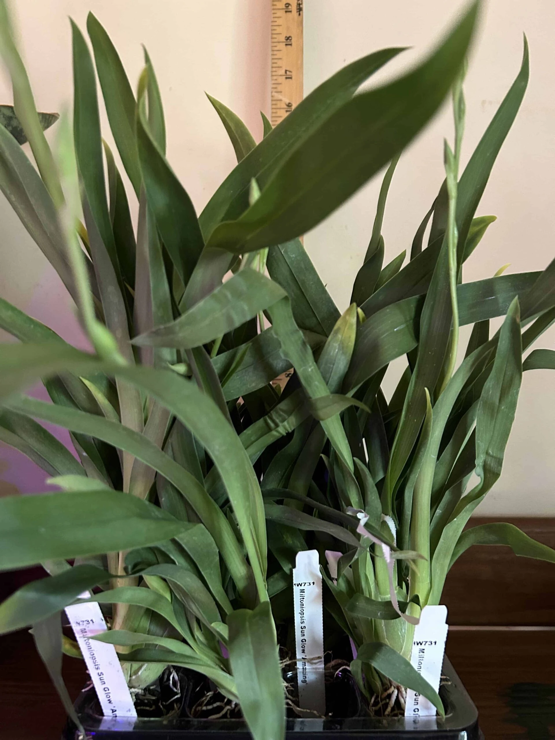 Miltoniopsis Sunglow "Amazing"