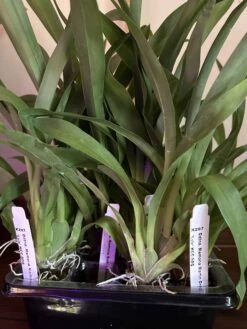 Oncidium Sharry Baby "Red Fantasy"