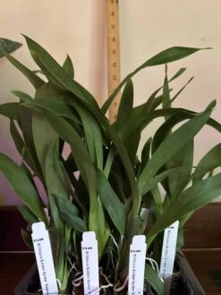 Miltassia Golden Spider "copius"