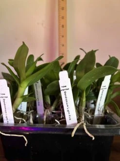 Dendrobium White With Red Lip "pink"