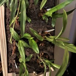 Living Wall Of Orchids