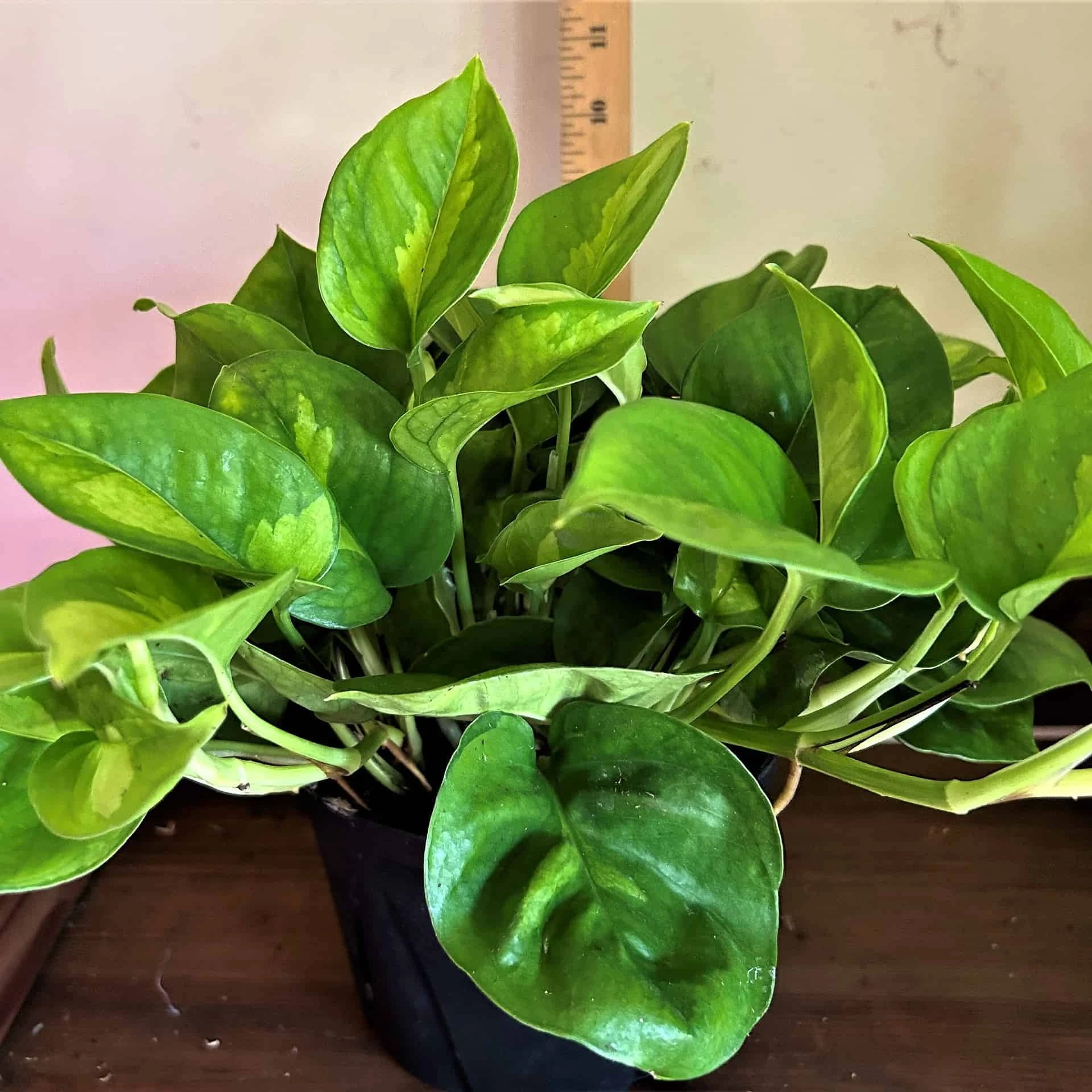 Pothos Global Green