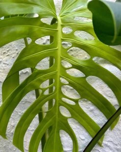 Monstera "brazilian" Common Form