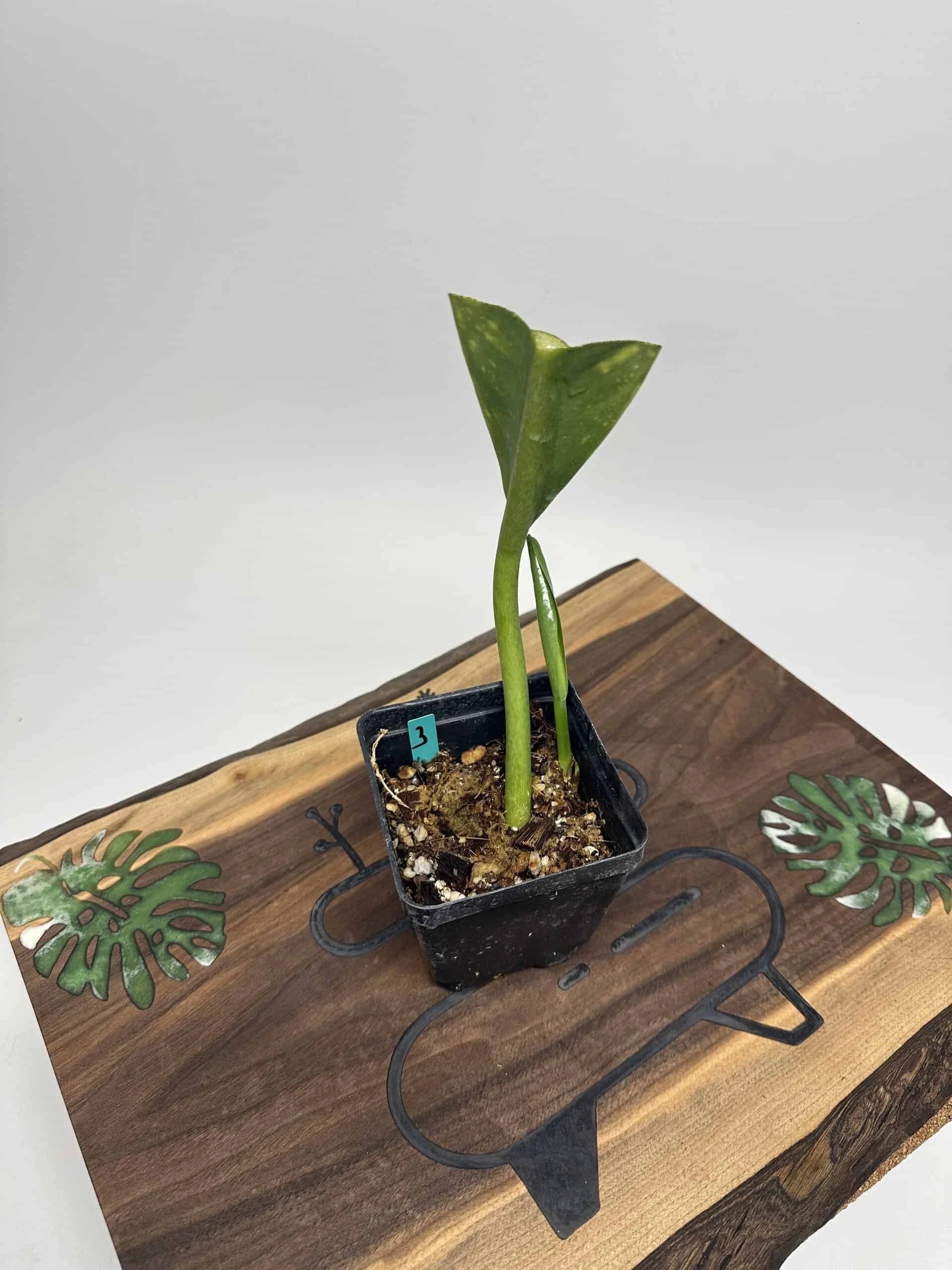 Philodendron Crassinervium - Image 4