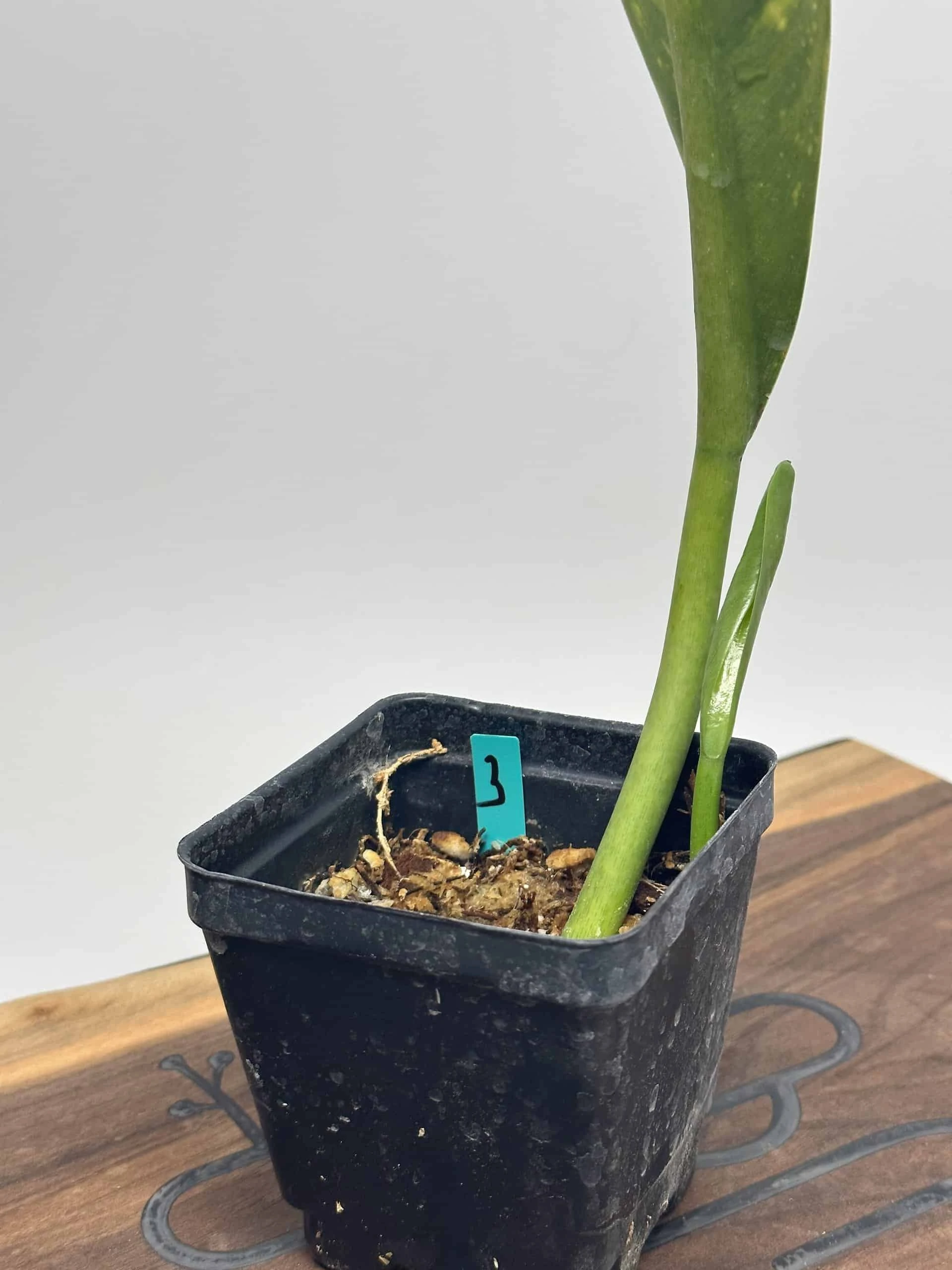 Philodendron Crassinervium - Image 3