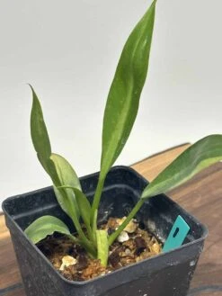 Philodendron Crassinervium