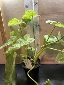 Philodendron Paraiso Verde