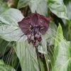 Tacca Chantrieri Bat Plant In 4in Pot “cat Whiskers”
