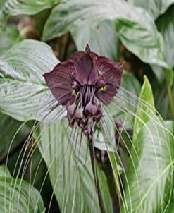 Tacca Chantrieri Bat Plant In 4in Pot “cat Whiskers”