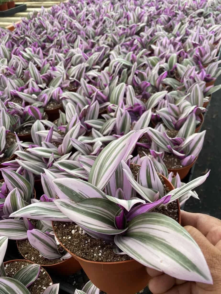 Tradescantia Nanouk
