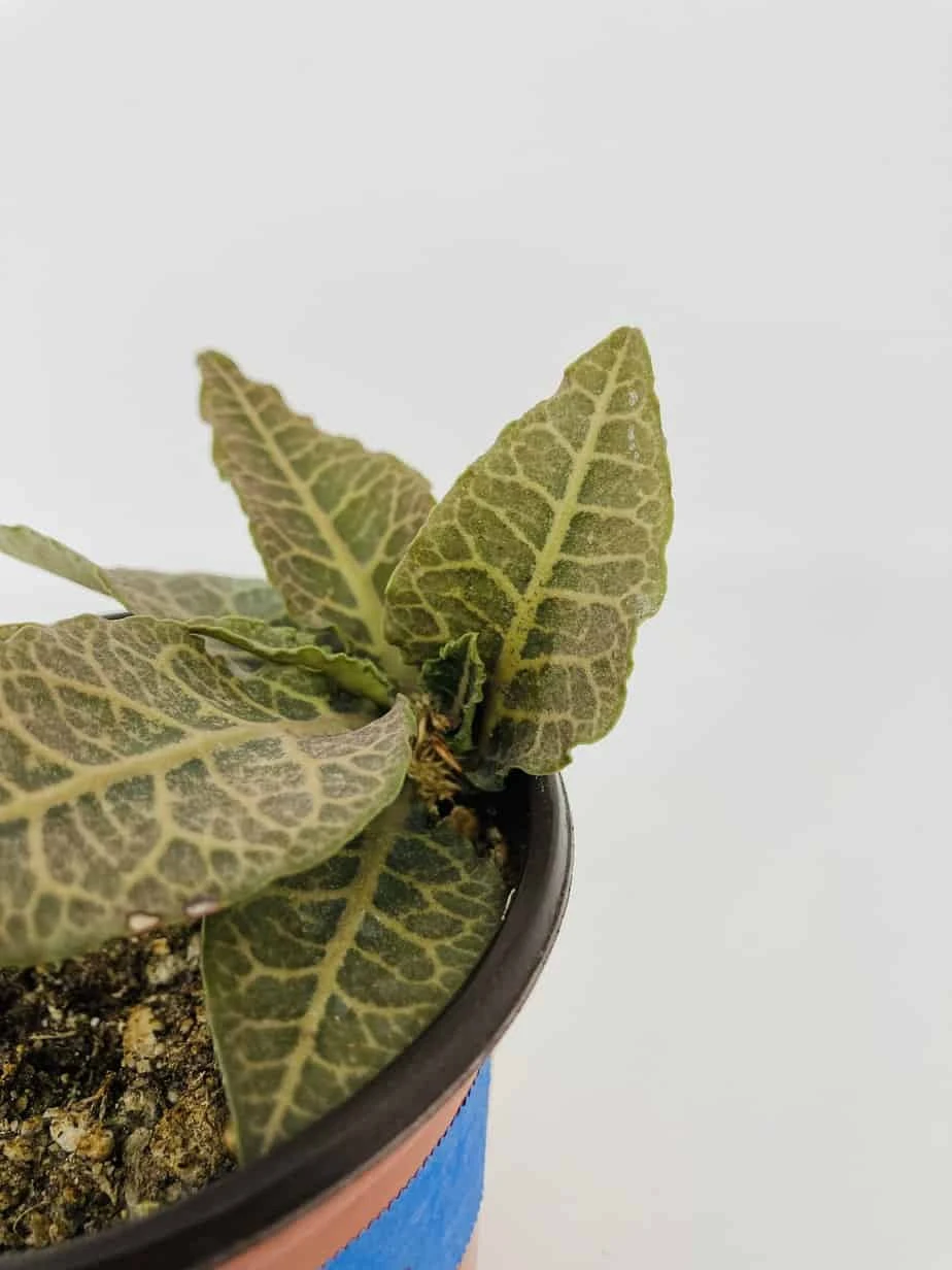 Euphorbia Francoisii - Image 4