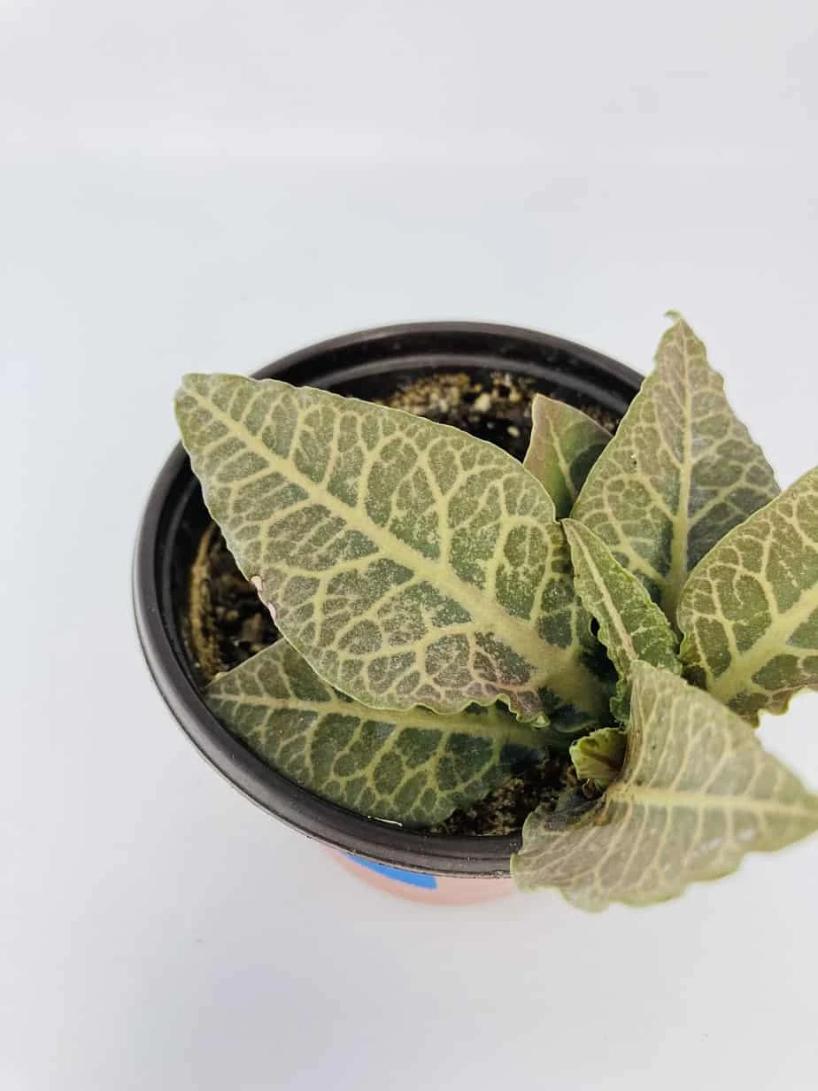 Euphorbia Francoisii - Image 2