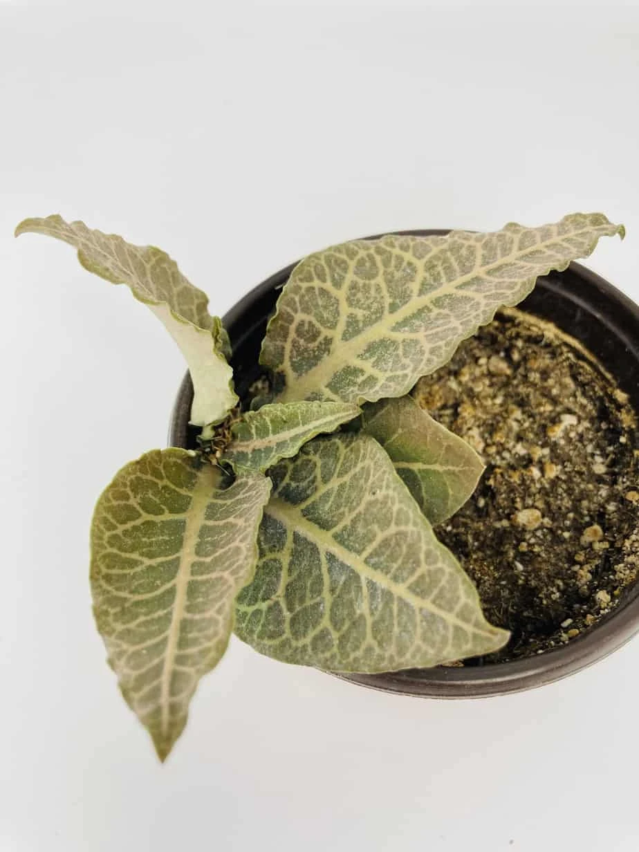 Euphorbia Francoisii - Image 5