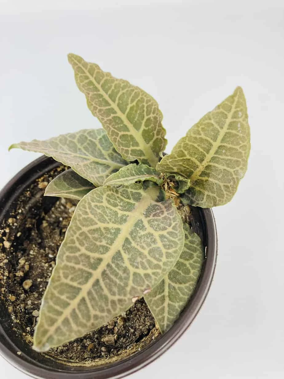 Euphorbia Francoisii - Image 3