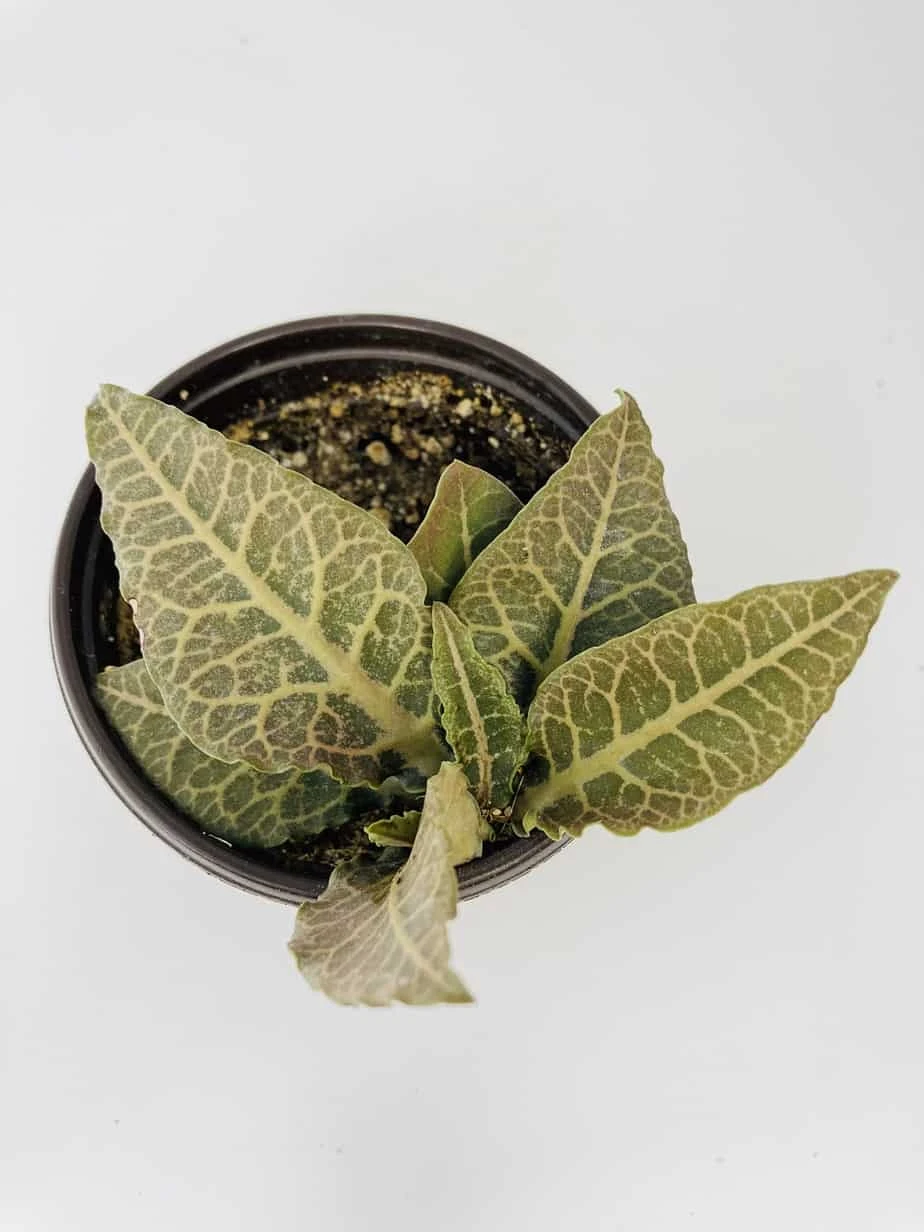 Euphorbia Francoisii - Image 6