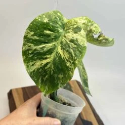 Monstera 'White Monster' Large Form