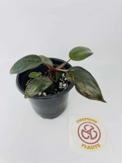 Philodendron Erubescens Chocolate