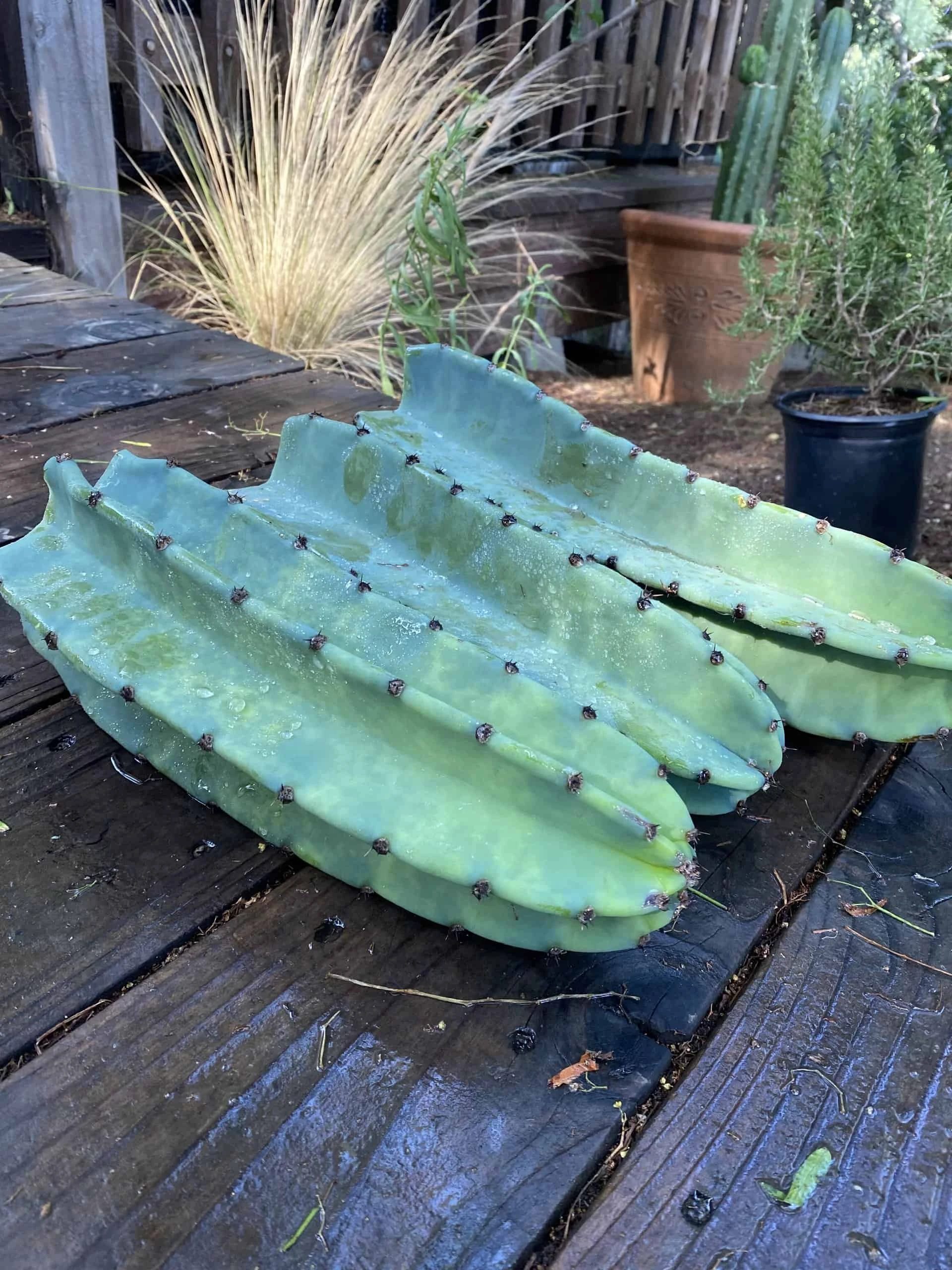Cereus Repandus Peruvian Apple Cactus Cuttings 3 Pack