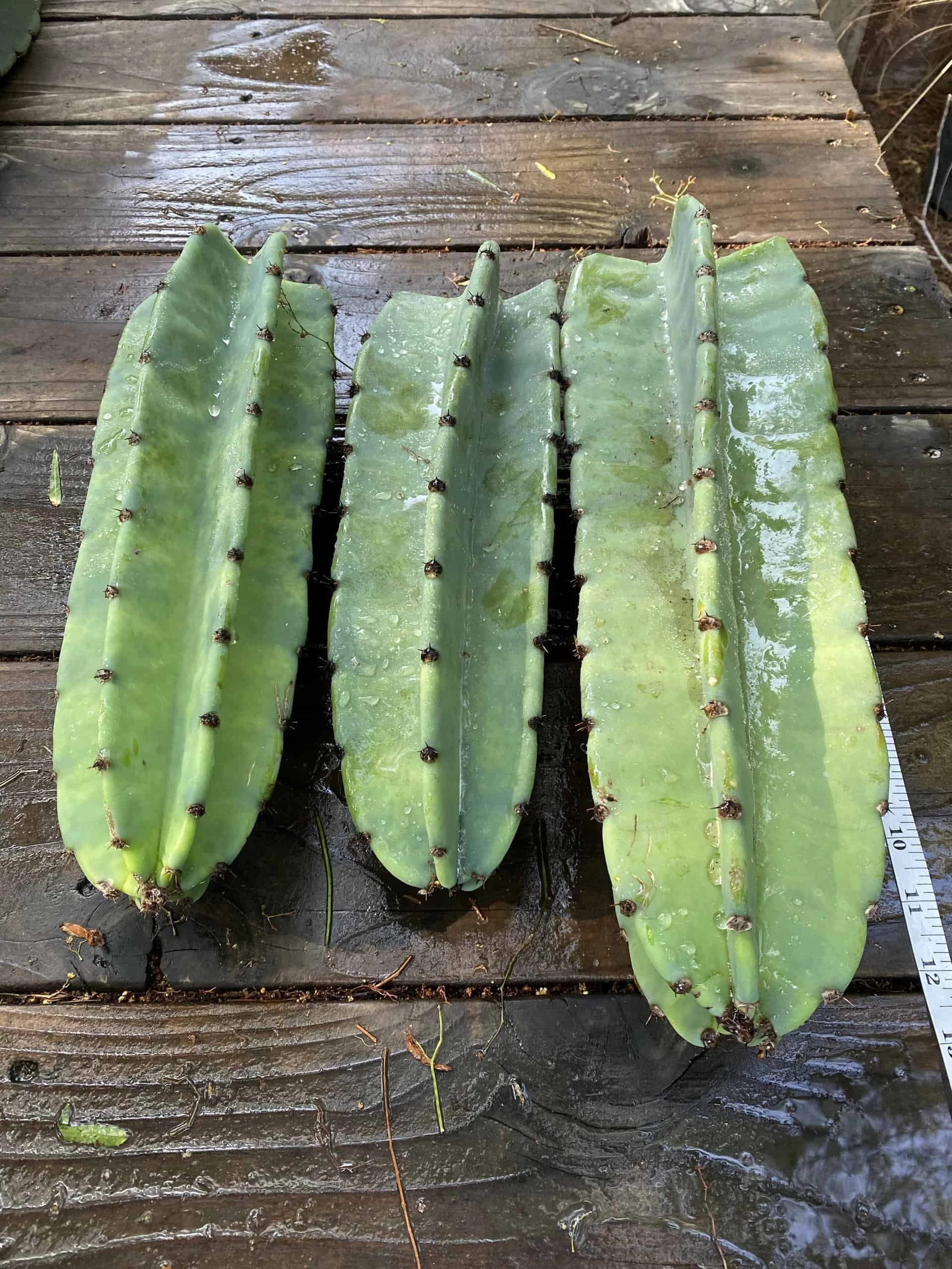 Cereus Repandus Peruvian Apple Cactus Cuttings 3 Pack - Image 2