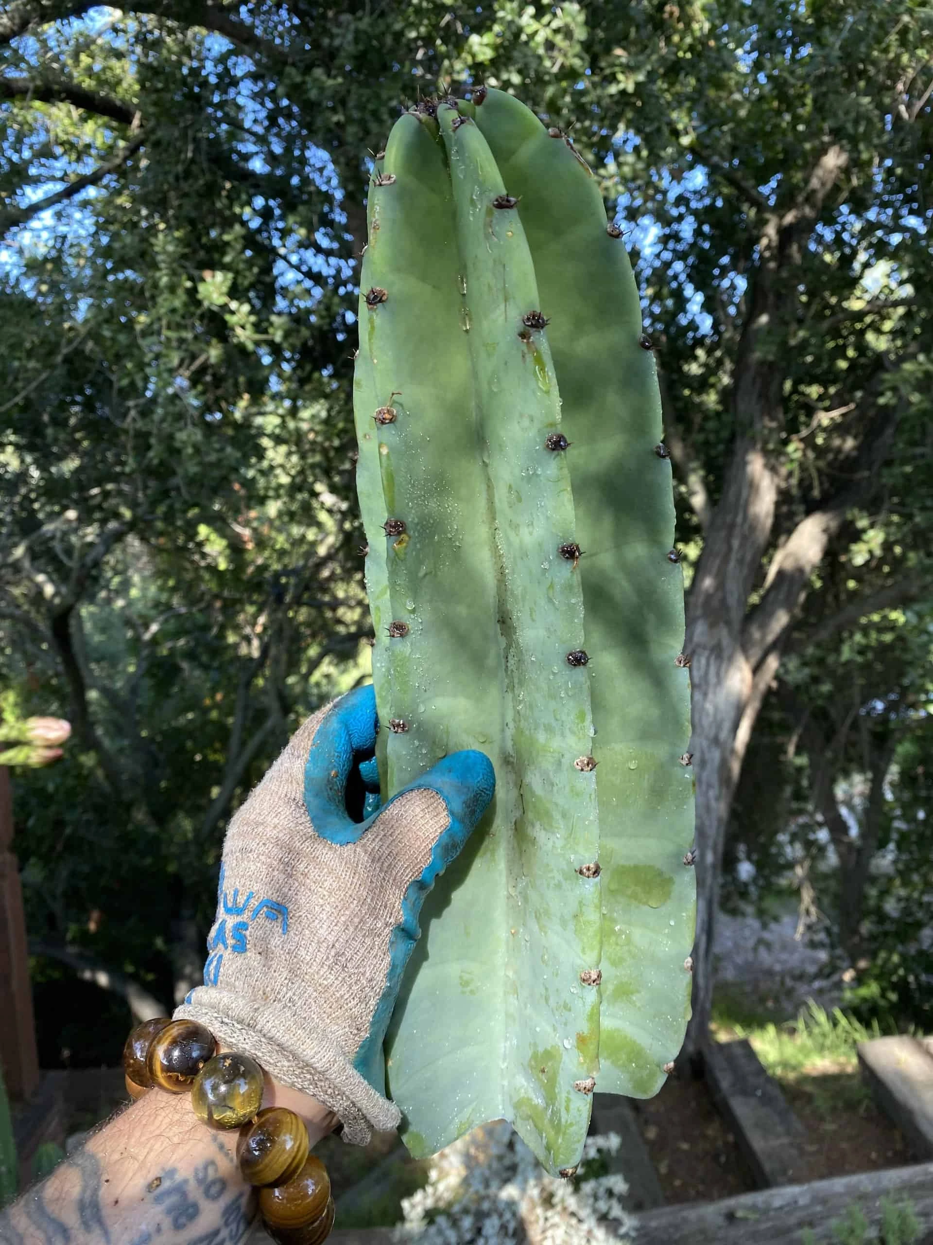 Cereus Repandus Peruvian Apple Cactus Cuttings 3 Pack - Image 4