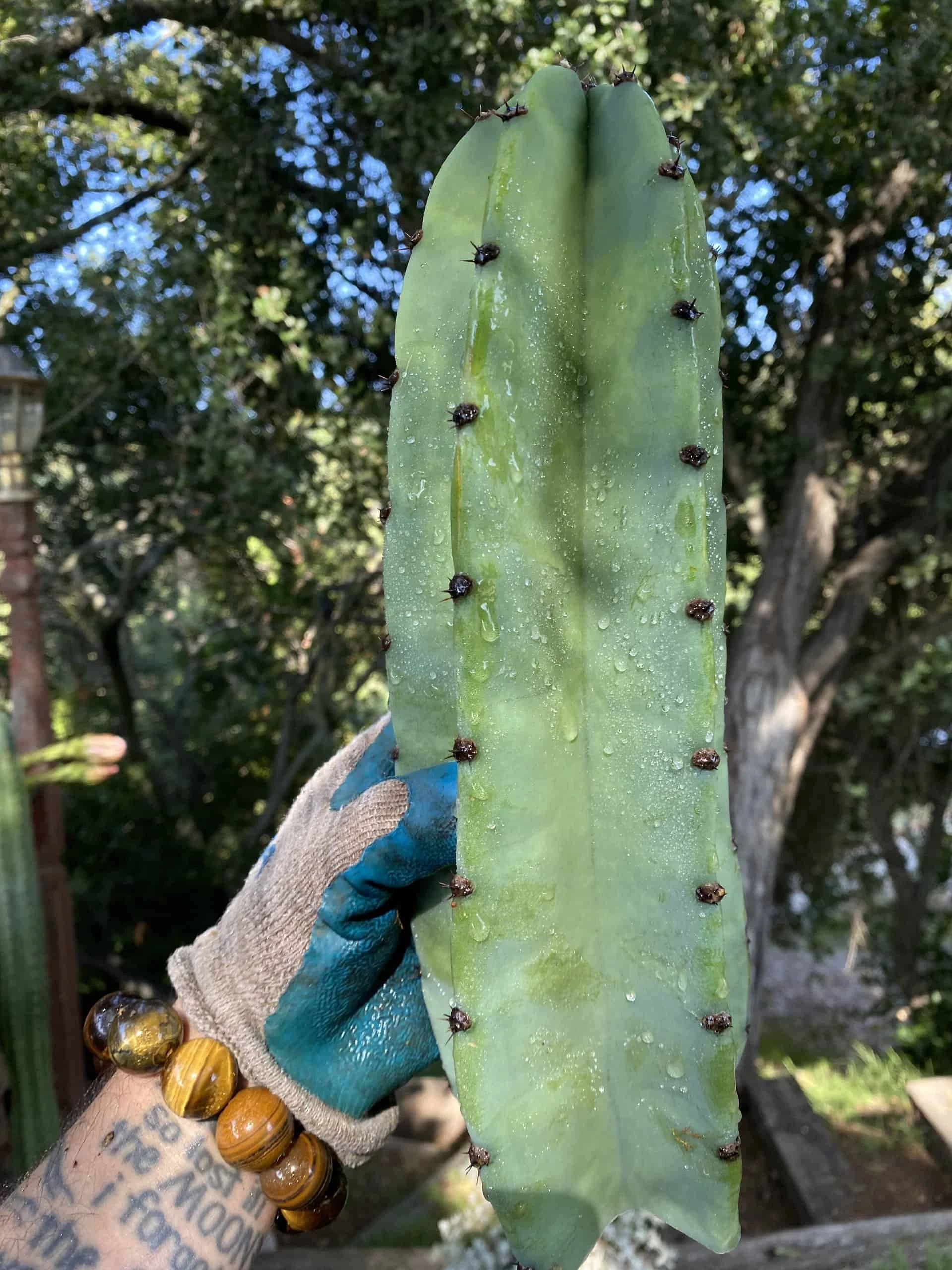 Cereus Repandus Peruvian Apple Cactus Cuttings 3 Pack - Image 3