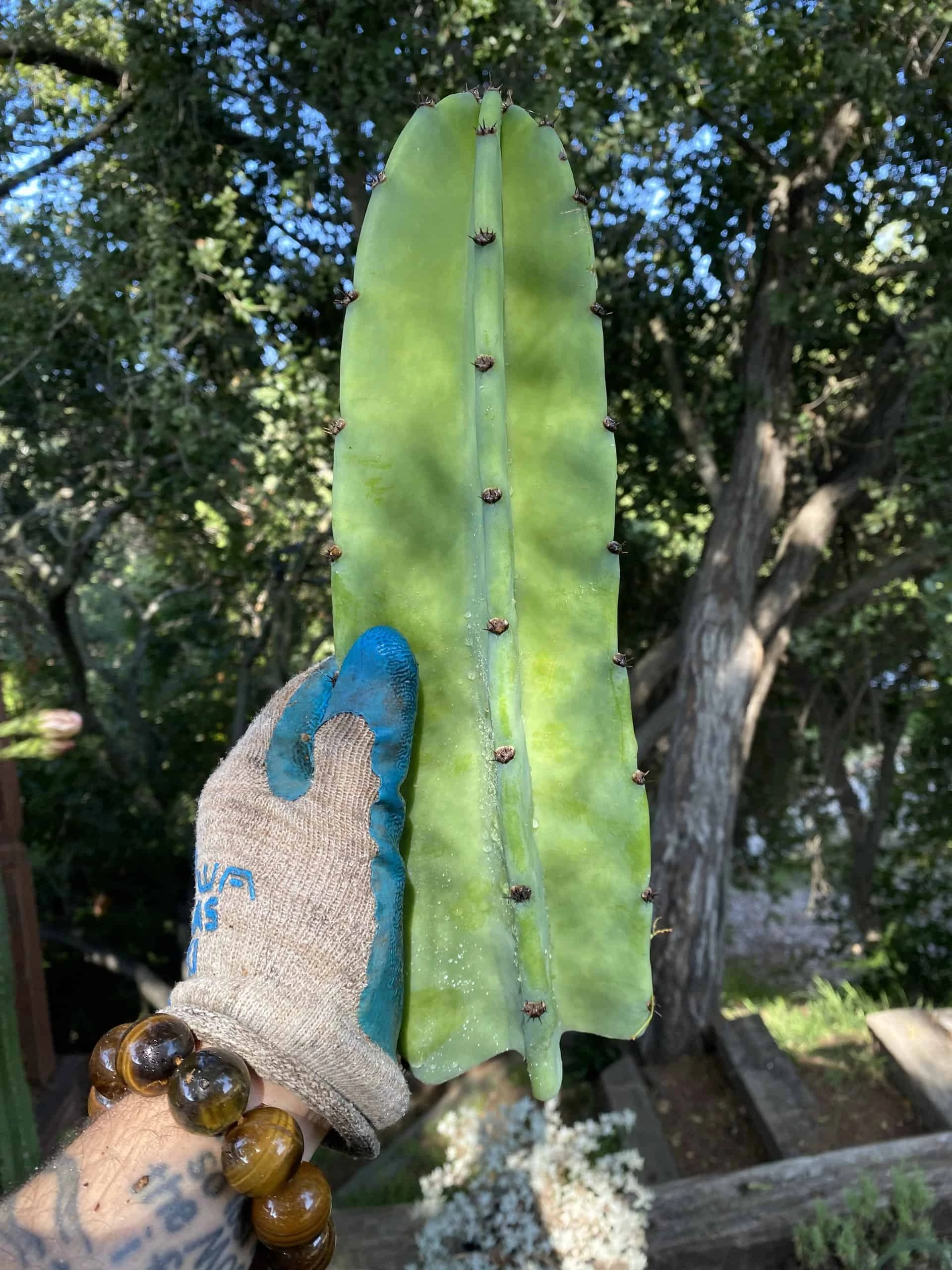 Cereus Repandus Peruvian Apple Cactus Cuttings 3 Pack - Image 5