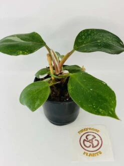 Philodendron Cv. White Knight