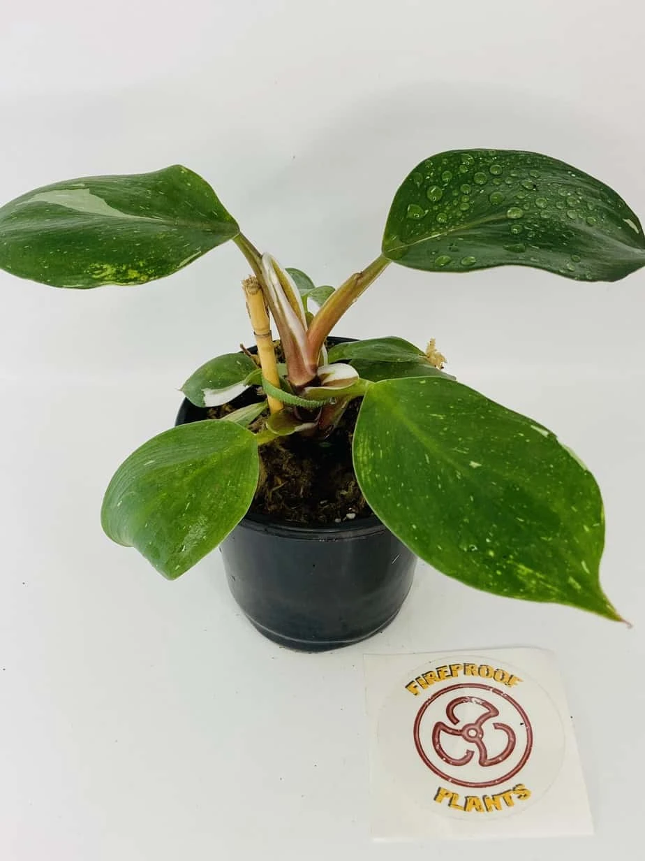 Philodendron Cv. White Knight