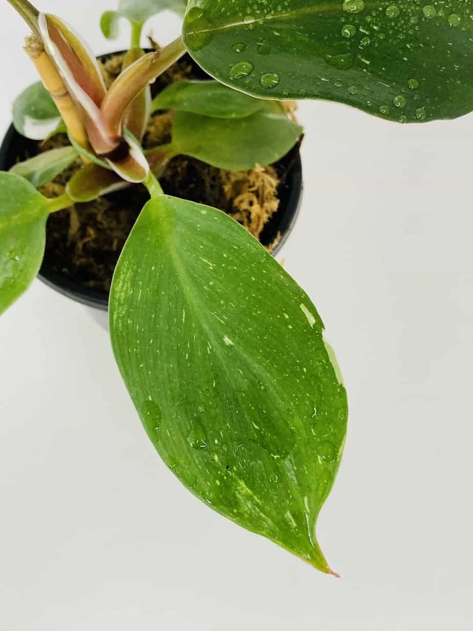 Philodendron Cv. White Knight - Image 6