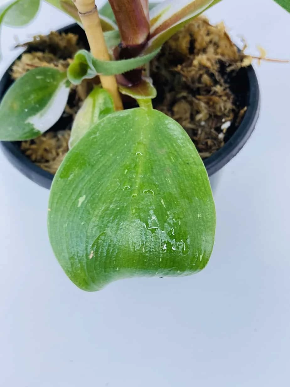 Philodendron Cv. White Knight - Image 5