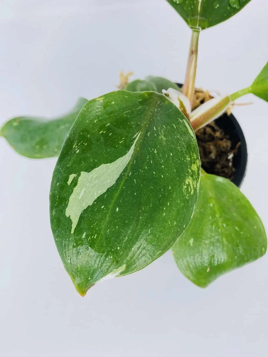 Philodendron Cv. White Knight - Image 3