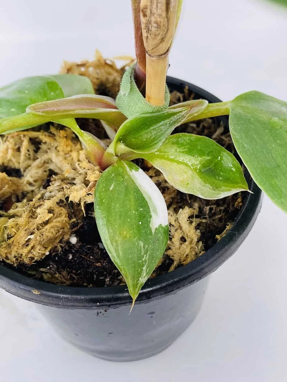 Philodendron Cv. White Knight - Image 8