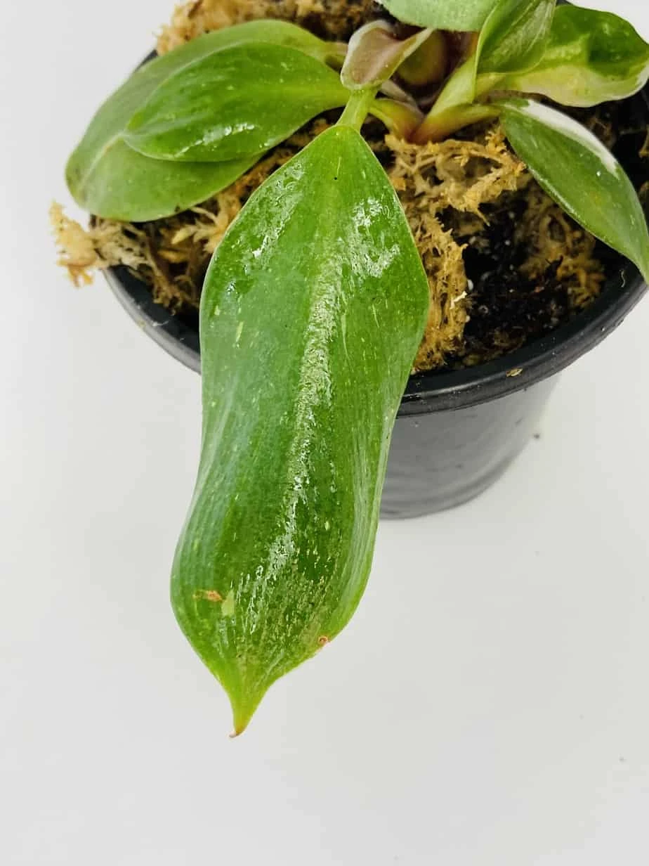 Philodendron Cv. White Knight - Image 7