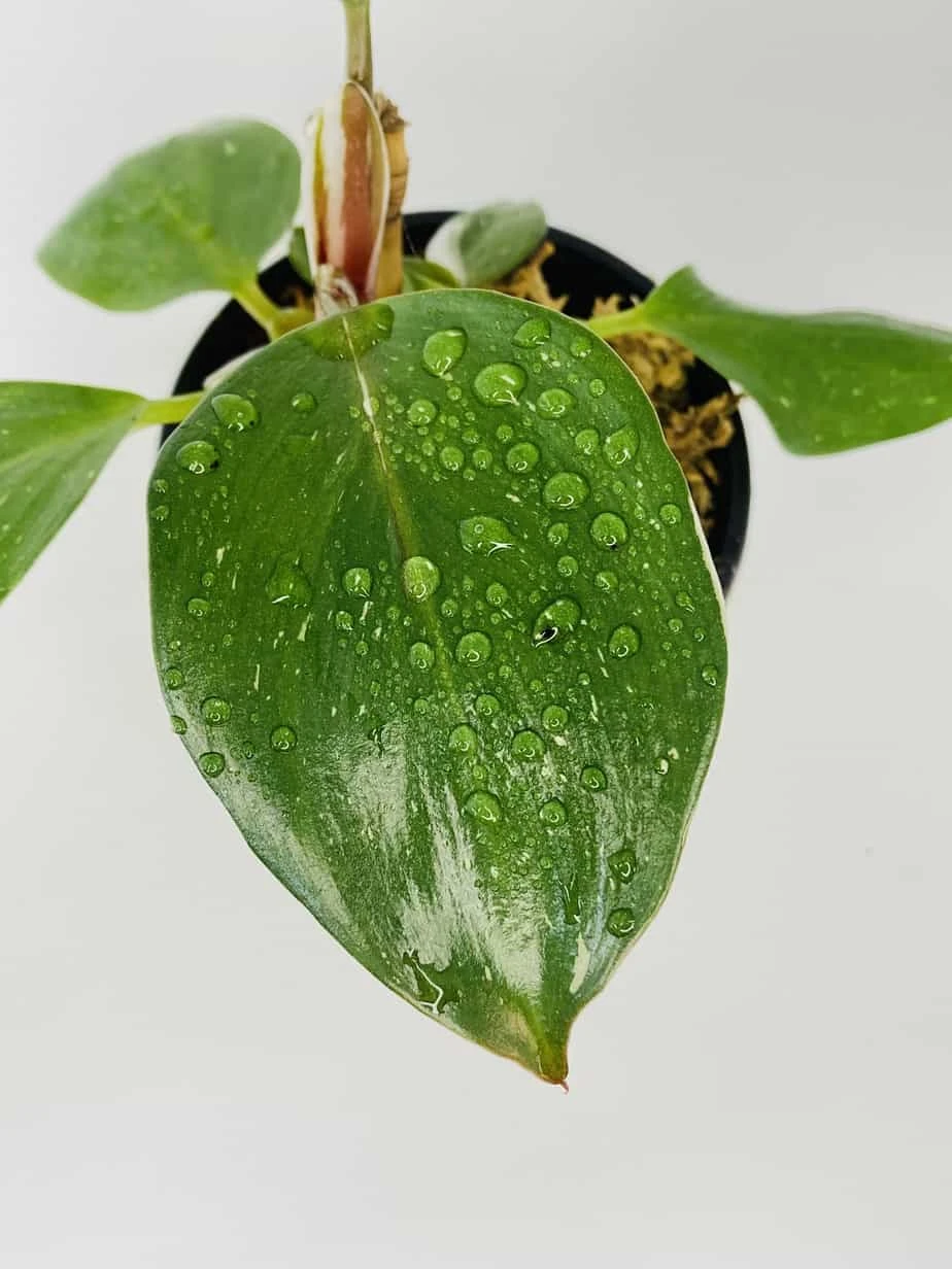 Philodendron Cv. White Knight - Image 4
