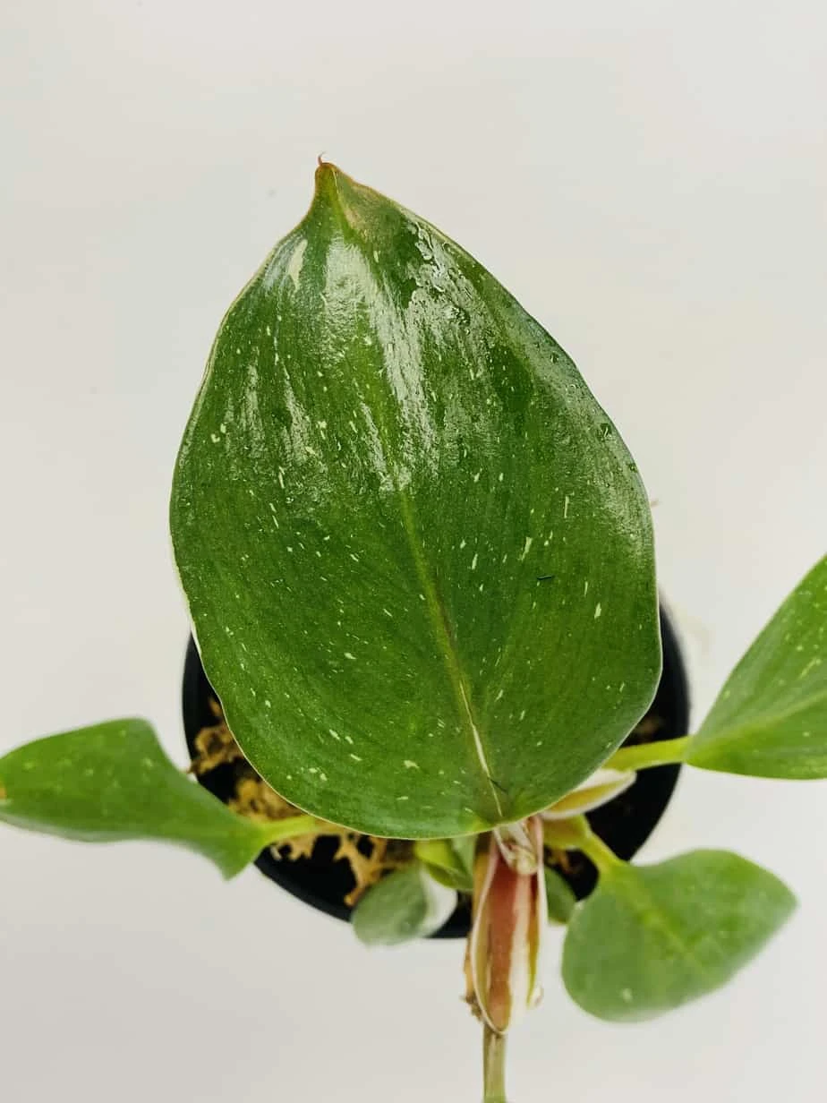 Philodendron Cv. White Knight - Image 2