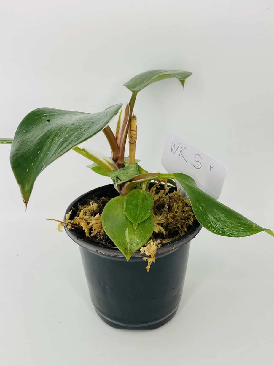 Philodendron Cv. White Knight - Image 9