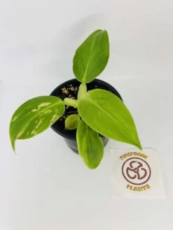 Philodendron Cv. White Wizard