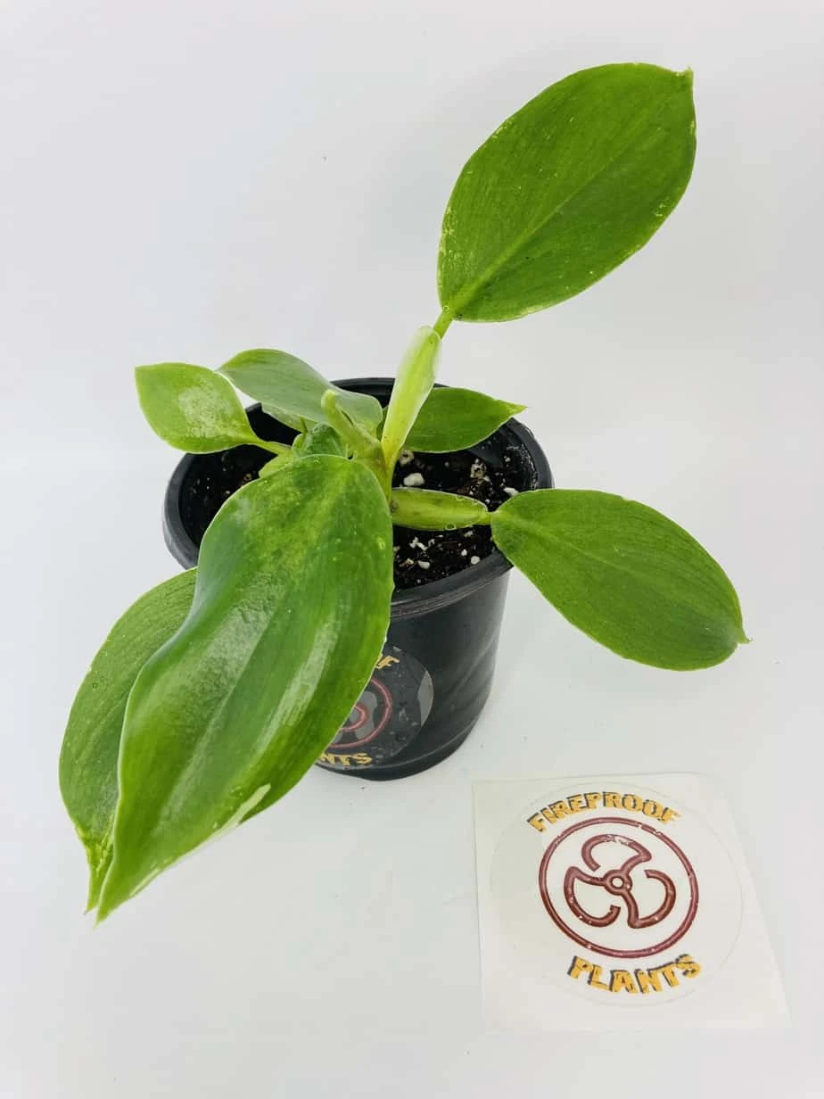 White Wizard Vs White Princess