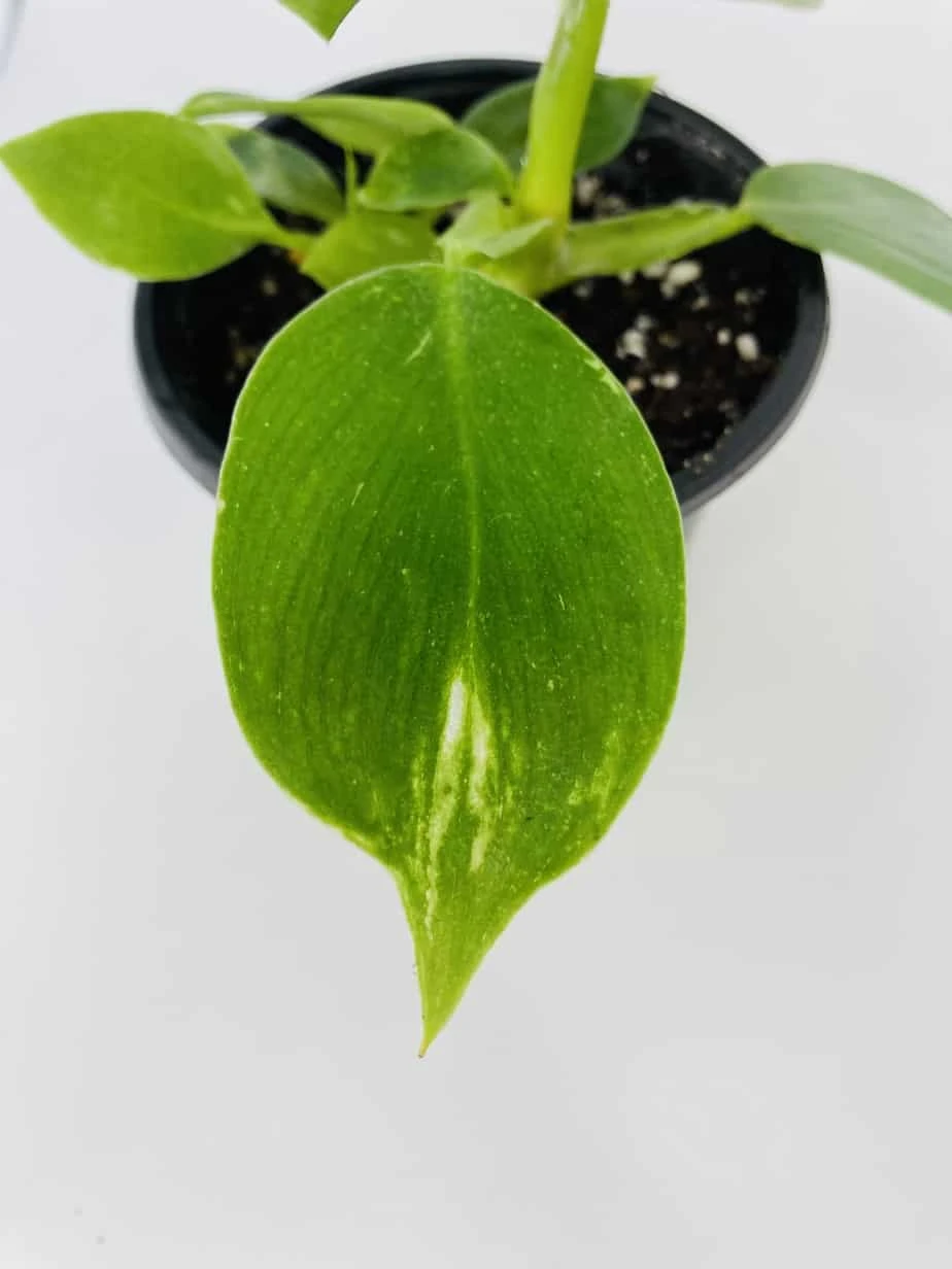 White Wizard Vs White Princess - Image 5