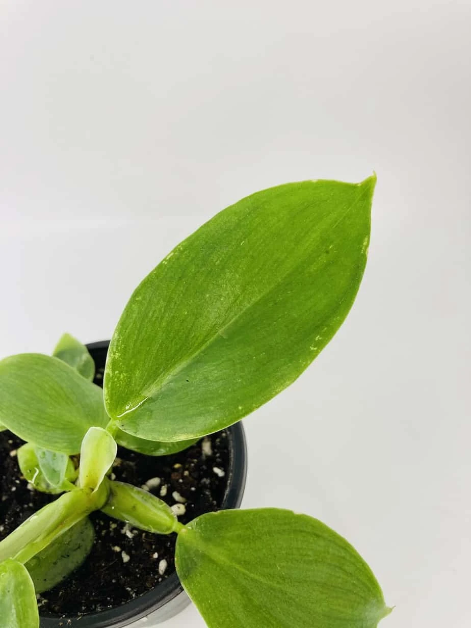 White Wizard Vs White Princess - Image 2