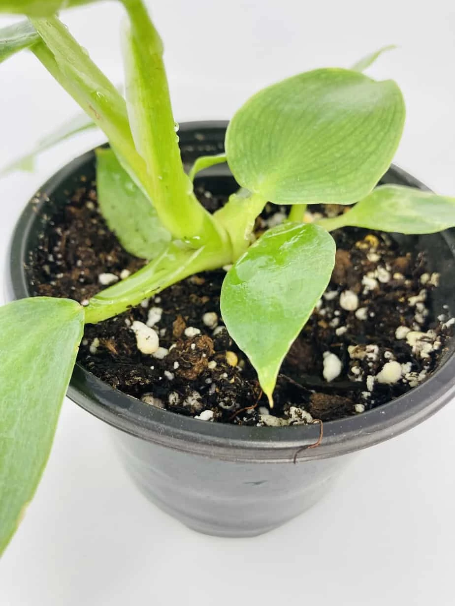 White Wizard Vs White Princess - Image 8