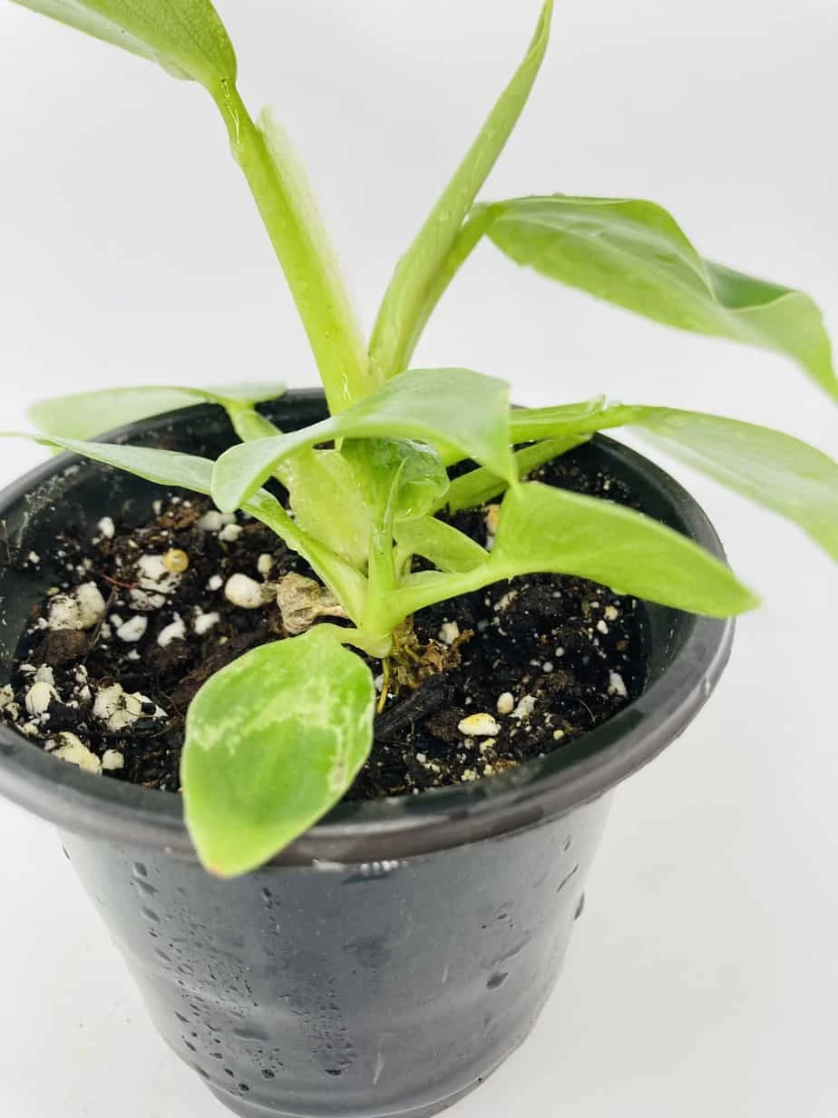 White Wizard Vs White Princess - Image 6