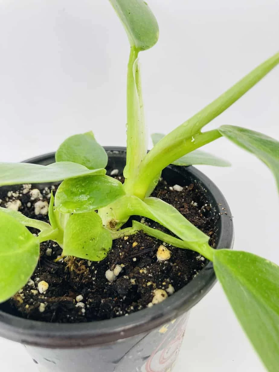 White Wizard Vs White Princess - Image 9