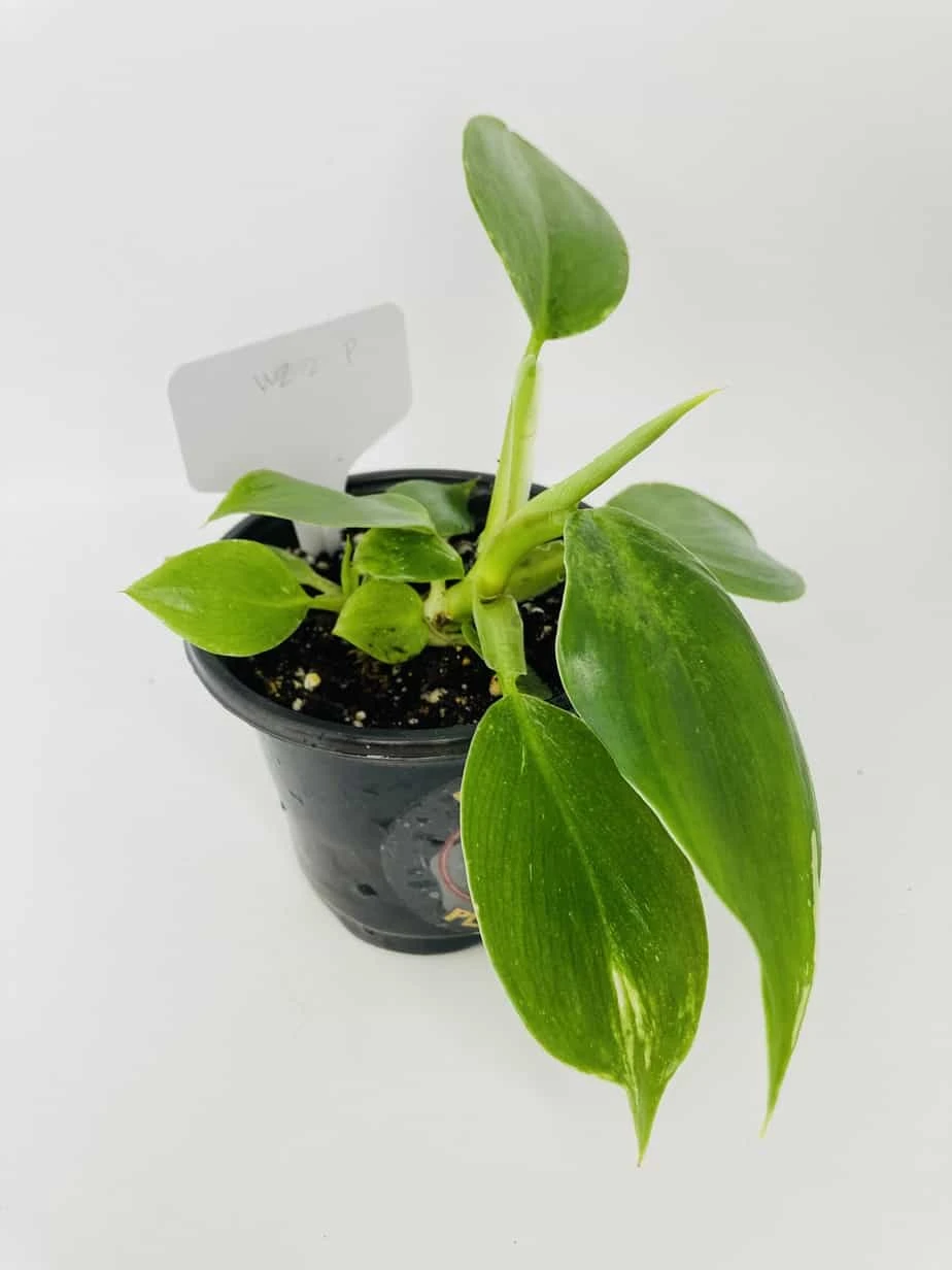 White Wizard Vs White Princess - Image 10