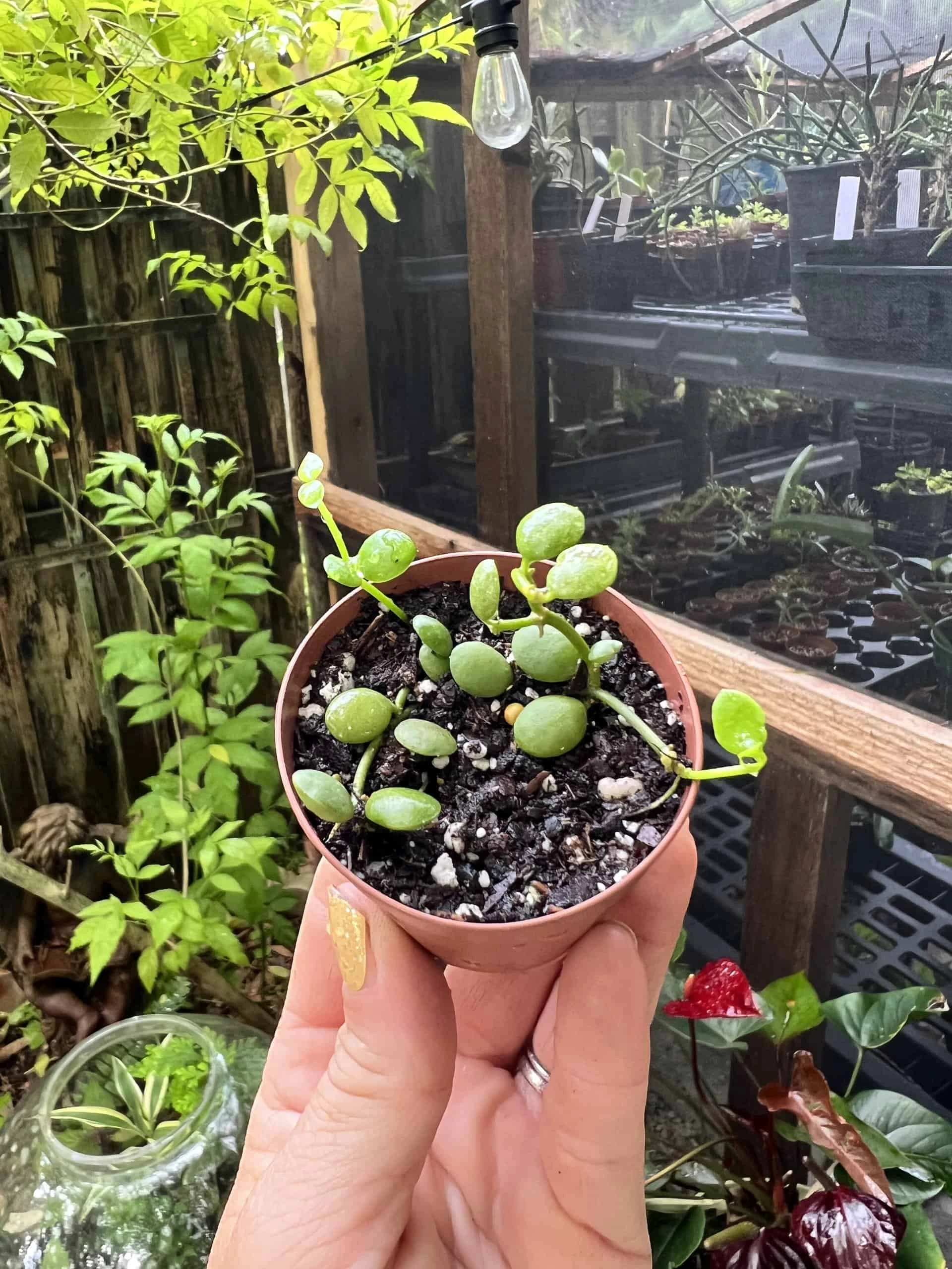 Dischidia Nummularia String Of Nickels In 2in Pot - Image 3