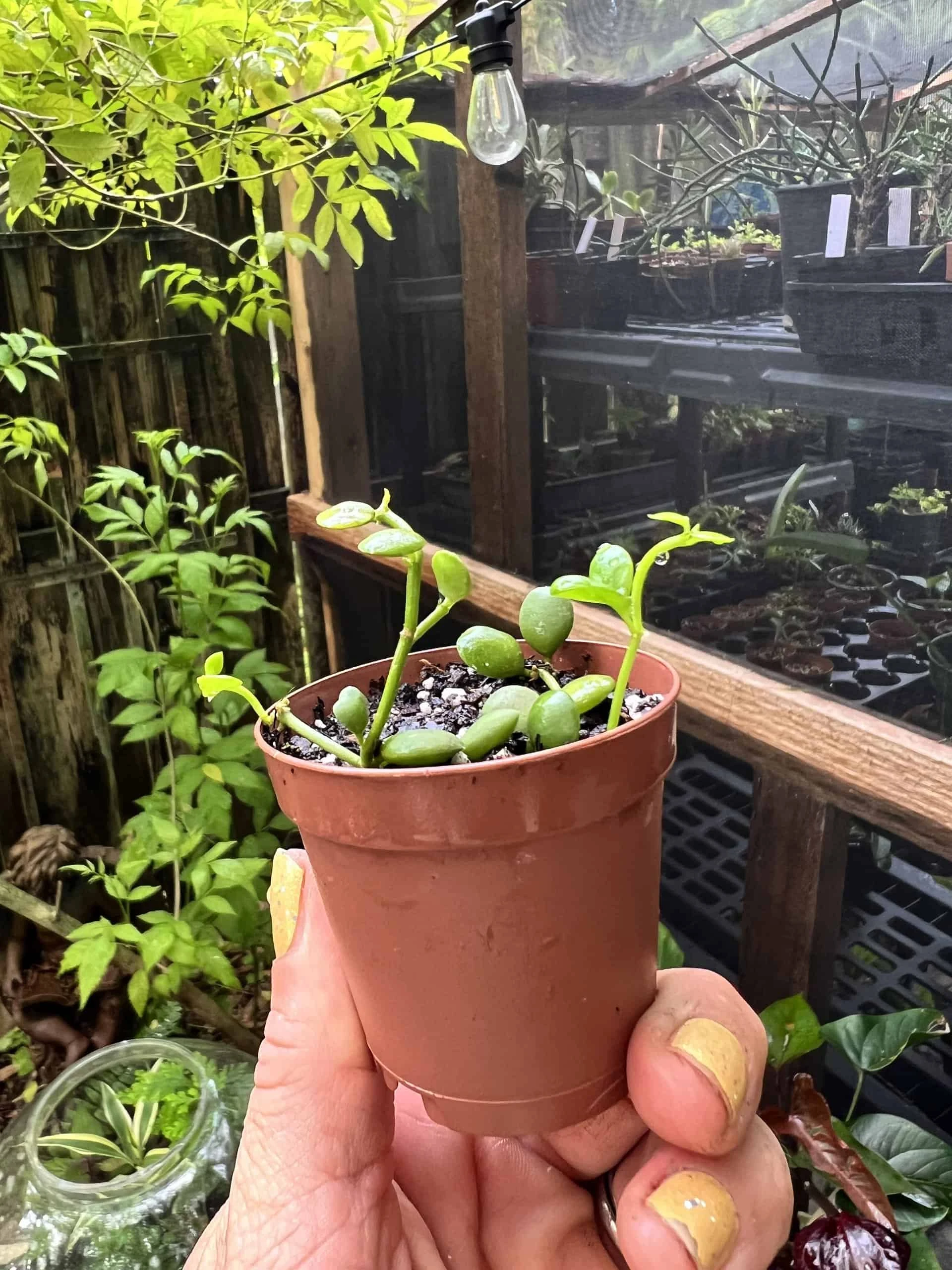 Dischidia Nummularia String Of Nickels In 2in Pot - Image 5