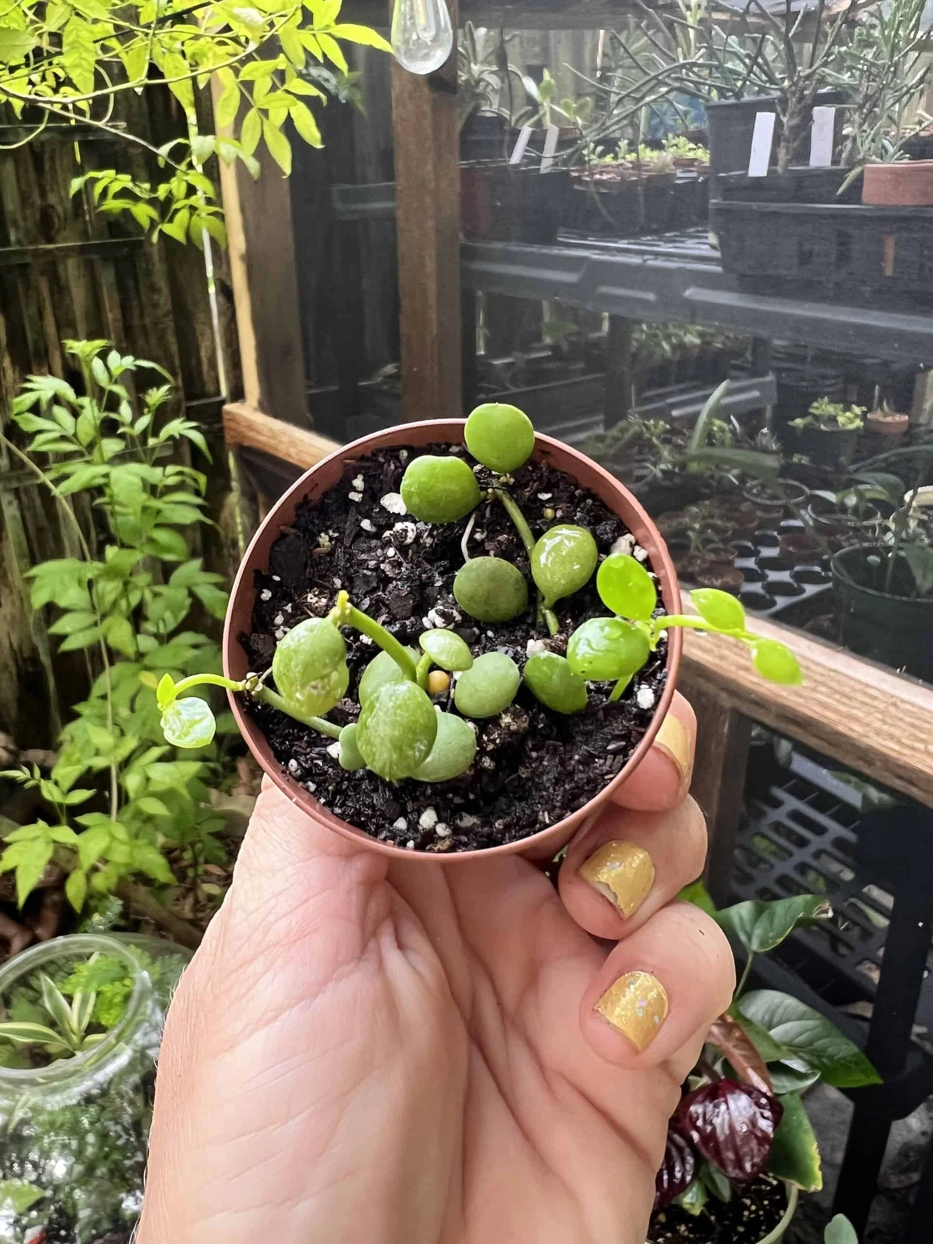 Dischidia Nummularia String Of Nickels In 2in Pot - Image 2