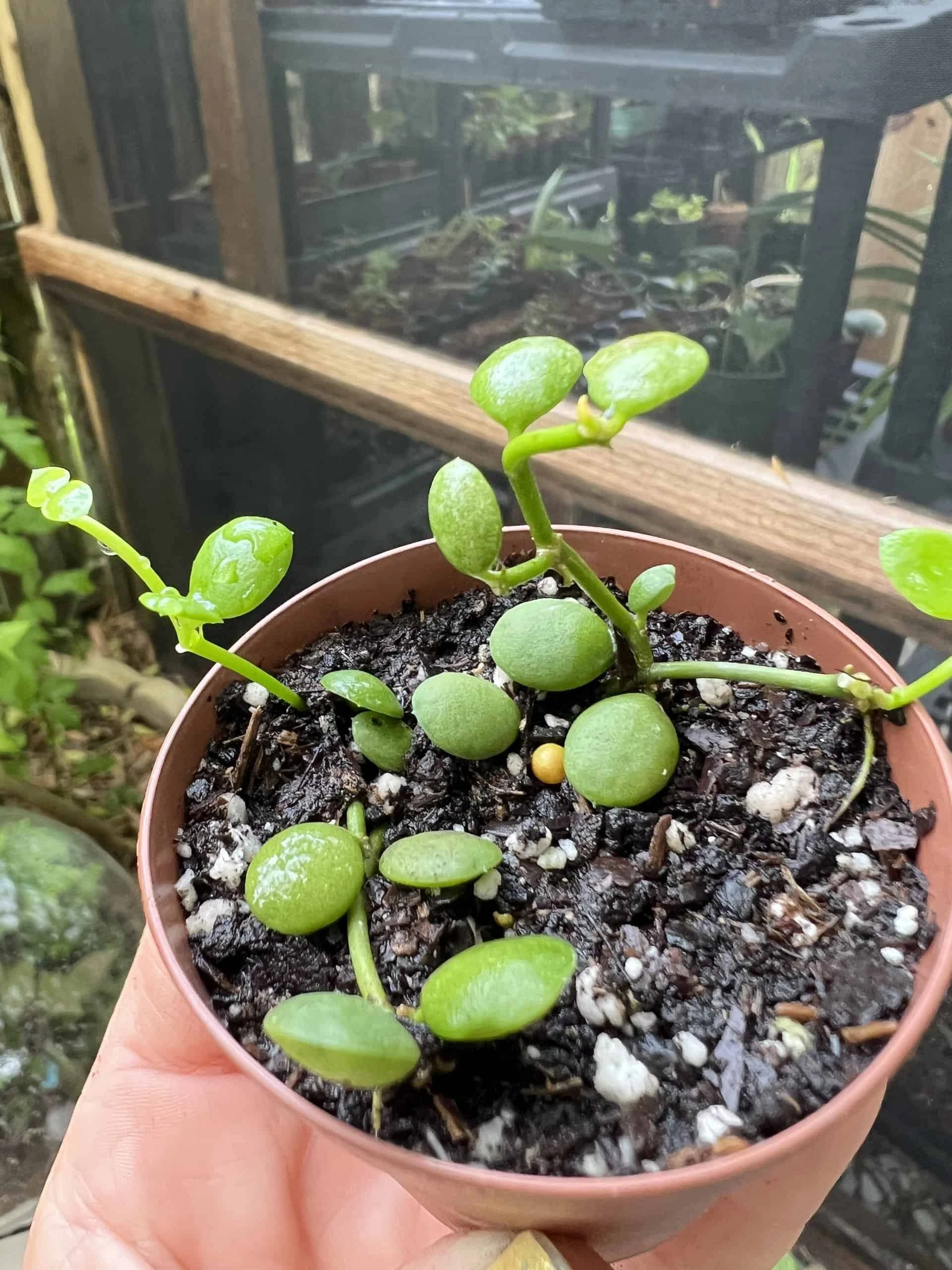 Dischidia Nummularia String Of Nickels In 2in Pot