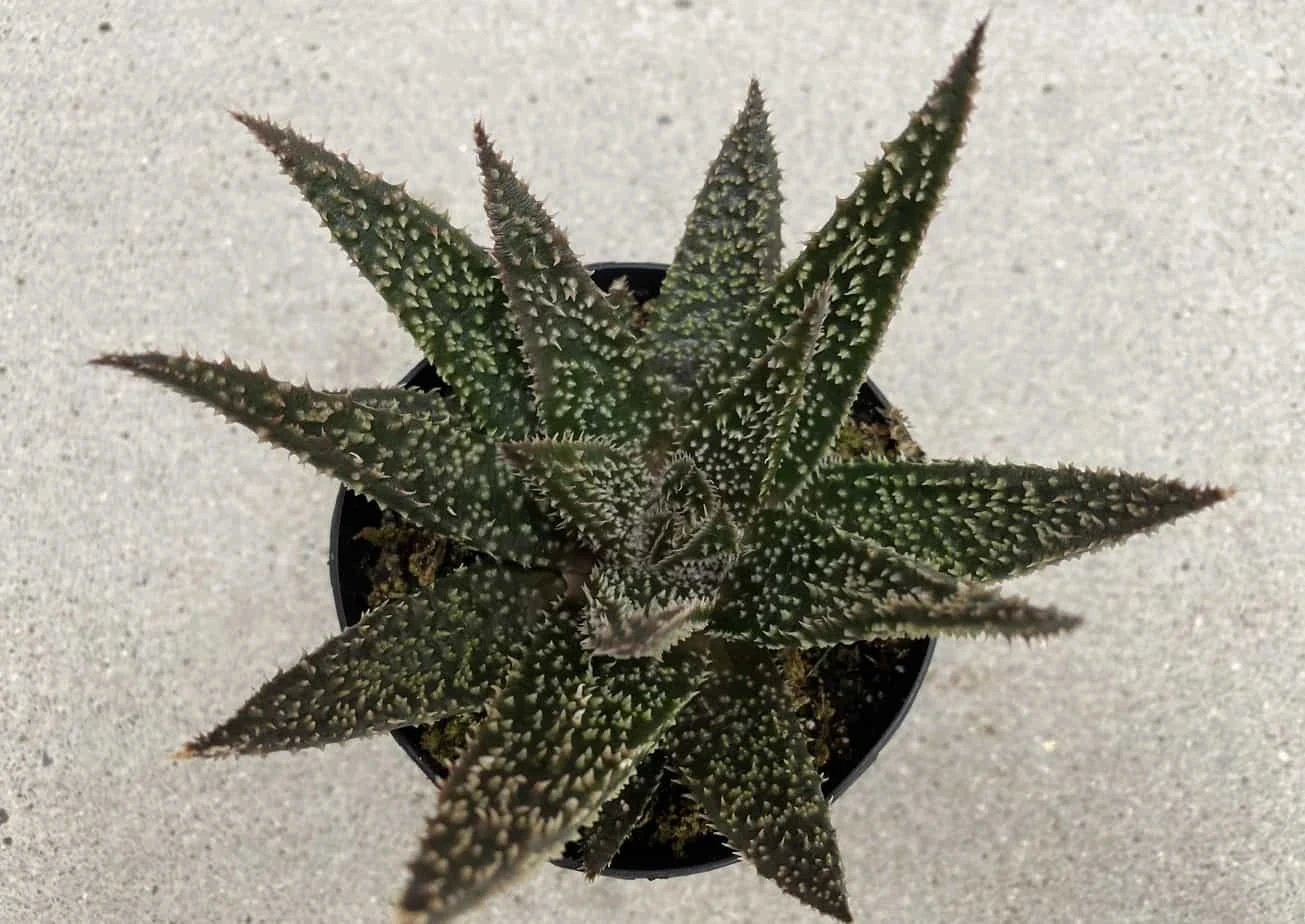 Medium Succulent Plant - Star Aloe 'Tarantula' Hybrid. An Extremely Rare And Very Limited Aloe. - Image 6