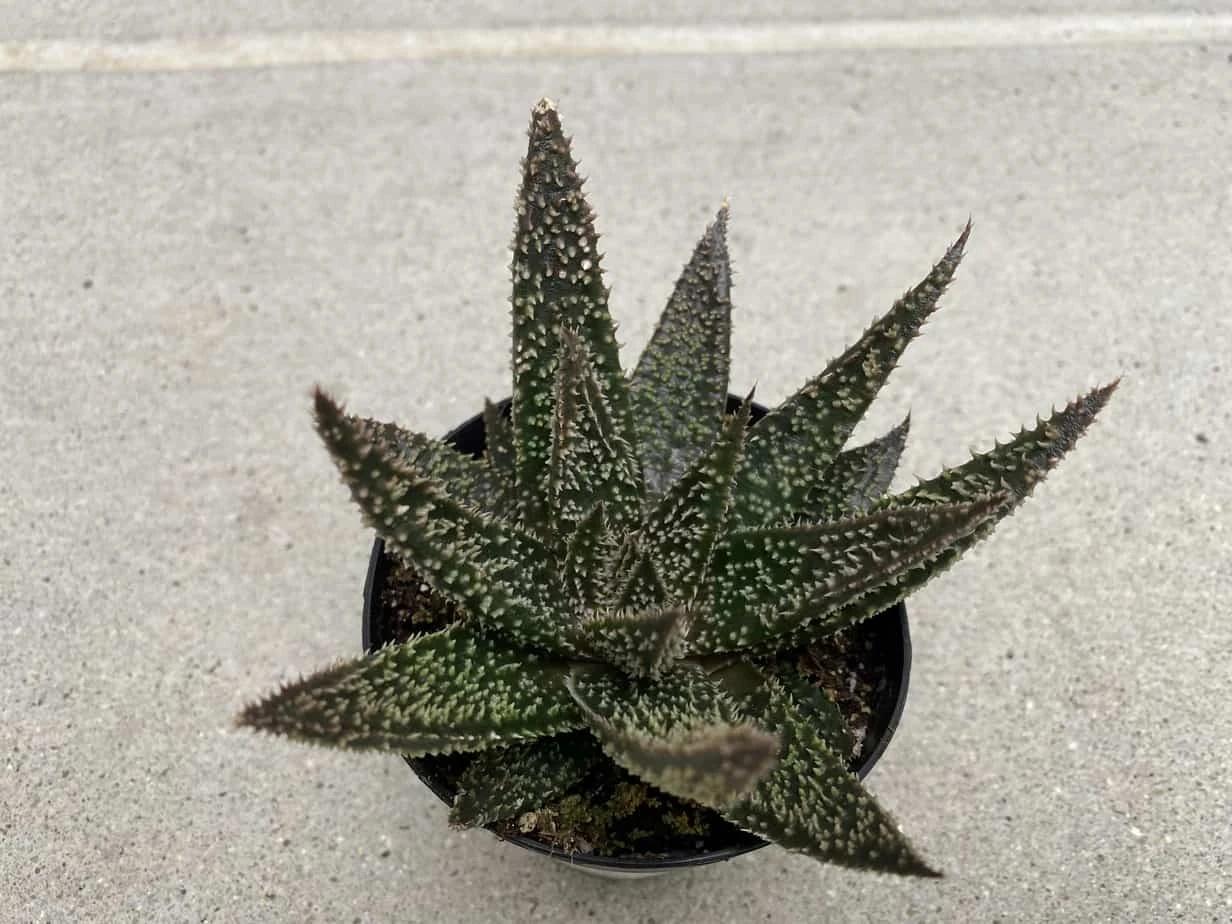 Medium Succulent Plant - Star Aloe 'Tarantula' Hybrid. An Extremely Rare And Very Limited Aloe. - Image 7